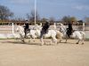 CAMARGUES46