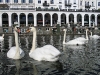 schwaene-hamburg-alster-binnenalster-schwan